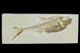 Bargain, Fossil Fish (Diplomystus) - Green River Formation #120671-1